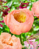 Paeonia Kings Day, Paeonia Kingsday, Paeonia King's Day