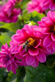 Dahlia Novation® Lavender Bicolor Dahlia Novation® Lavender Bicolor