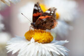 Butterfly on white daisy flower