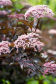 Sambucus nigra Black Beauty