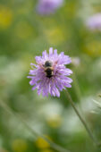 Bee on Knautia arvensis flower