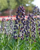 Fritillaria Persica