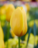 Tulipa Big Smile