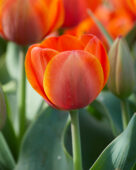 Tulipa Ad Rem