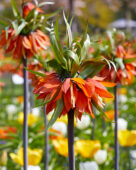 Fritillaria imperialis Rubra Maxima
