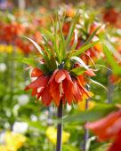Fritillaria imperialis Rubra Maxima