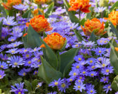 Anemone blanda Blue Shades, Tulipa Orange Princess