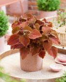 Coleus scutellarioides Main Street Wall Street