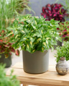 Coleus scutellarioides Stained Glassworks Palisade