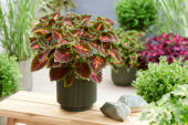 Coleus scutellarioides Stained Glassworks Magnificent Mile