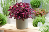 Coleus scutellarioides Stained Glassworks Royalty