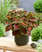 Coleus scutellarioides Stained Glassworks Magnificent Mile