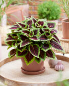 Coleus scutellarioides Main Street Alligator Alley