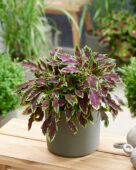 Coleus scutellarioides Stained Glassworks Le Freak