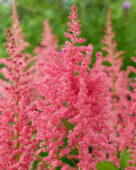 Astilbe Coral Island