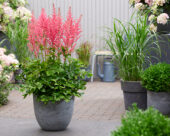 Astilbe Coral Island