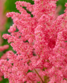 Astilbe Coral Island
