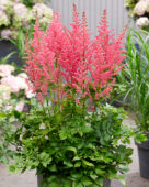 Astilbe Coral Island
