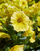 Petunia grandiflora GO!Tunia® Hello Yellow