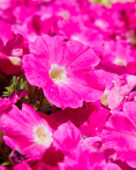 Petunia grandiflora GO!Tunia® Neon Pink
