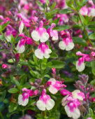 Salvia greggii Mirage Rose Bicolor