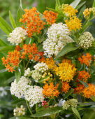 Asclepias mix