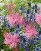 Eryngium Big Blue, Filipendula