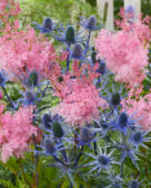 Eryngium Big Blue, Filipendula