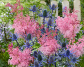 Eryngium Big Blue, Filipendula