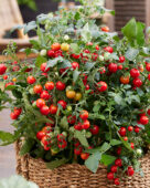 Solanum lycopersicum Avalanche Red