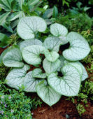 Brunnera macrophylla Jack Frost