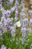 Small white on lavender flowers, Pieris rapae