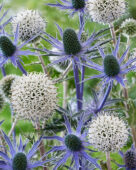 Echinops, Eryngium