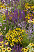 Vaste planten bijen border paars en geel