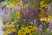 Perennial purple and yellow bee border