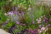 Vaste planten border Happy Purple