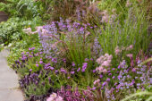 Perennial Happy Purple Border