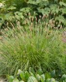 Pennisetum thunbergii Red Buttons