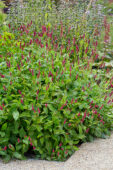 Persicaria