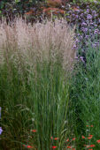 Calamagrostis acutiflora