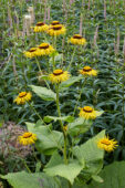 Inula