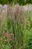 Calamagrostis x acutiflora Avalanche