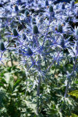 Eryngium