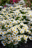 Leucanthemum