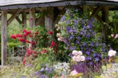 Clematis Harlow Carr