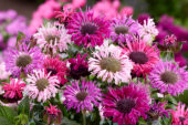 Monarda Elegant™ Mix Monarda Elegant™ Mix