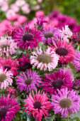 Monarda Elegant™ Mix Monarda Elegant™ Mix