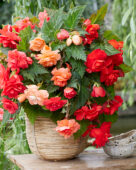 Begonia Cascade Mix red, pink and salmon