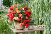 Begonia Cascade Mix rood, zalm en roze
