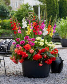 Kleurrijke zomerbloemen combination